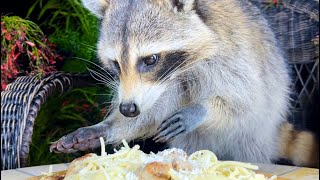 Raccoons Steal Meat Balls and Spaghetti [upl. by Lait]