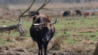 Rieselfelder Münster in Münster  Tiere im Naturschutzgebiet Münster [upl. by Imat]