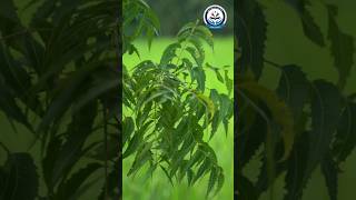 Natural Medicine The Healing Power of Neem Leaves ukpublicschool ukps [upl. by Casmey]