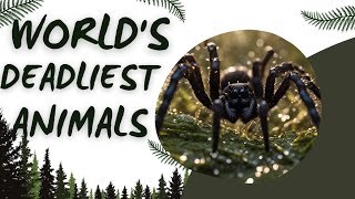 Unbelievable Top 10 Deadliest Animals in the World viralanimalvideos amazinganimals viralvideos [upl. by Ardnasal943]