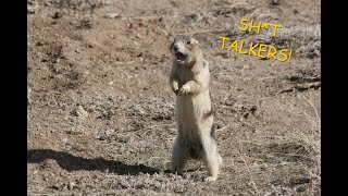 Why Do Prairie Dogs Scream  ZoologicalZen [upl. by Tatia219]