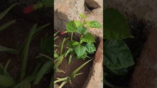 💯Grow 😱🔥Hibiscus 🤯at Home Like a Pro Easy Tips for Beautiful Blooms HibiscusCare organicgardening [upl. by Atinaujnas]