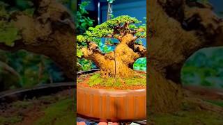 Beautiful Bonsai Works🌳🌲💥499shorts shortsvideo beautifulbonsai art khuebonsai🥰❤️ [upl. by Yorgerg875]