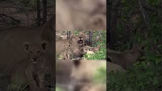 Baby lion cubs lion lioncub animals lionslife babylionpaws wildlife [upl. by Thora411]