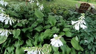 How To Grow And Care For Royal Standard Hostas Or Plantain Lilies How To Divide And Transplant Them [upl. by Arreis]