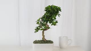 Bonsai as Houseplants  Costa Farms [upl. by Bamberger417]