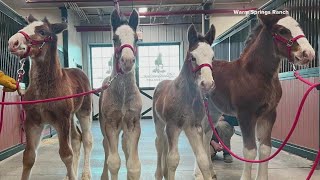 Budweiser Clydesdales welcome 4 new members to the herd [upl. by Esertal592]