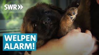 Familie bekommt flauschigen Nachwuchs Leonberger Hündin Jara wird Mama [upl. by Maclaine13]