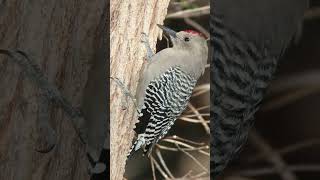 Gila Woodpecker Sounds Video Bird Sounds of California [upl. by Ailes]