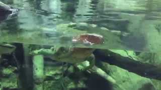 Swimming iguanas at the aquarium 3 [upl. by Oliric]