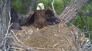 Decorah N2B 170528 1604 Moms heraldic pose to cool off [upl. by Pik]