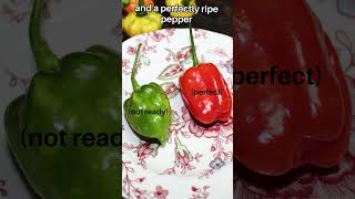 How to Save Pepper Seeds for Next Year🌶️ StepbyStep Guide SeedSavingTips growyourown hotpepper [upl. by Keiko]