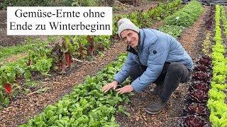 GemüseErnte ohne Ende zu Winterbeginn 🍀Herrliches Frischgemüse aus der kalten Jahreszeit [upl. by Aicena]