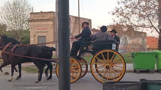 Desfile de carretas con caballos en Chascomus 2024 [upl. by Chapland]