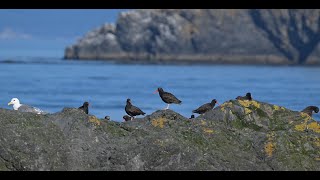 Salish Seabirds Black Oystercatchers amp Gulls Wildlife Western Washington State [upl. by Adnamaa]