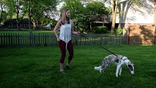 LOOSE LEASH WALKING Howto train with silken windhound puppy [upl. by Htez]