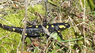 Feuersalamander auf Wanderschaft [upl. by Ynehteb]