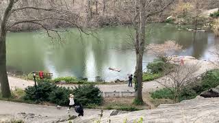 Central Park NYC  Free 4K Stock Video [upl. by Aicat]