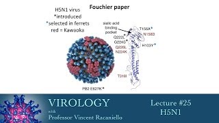 Virology 2014 lecture 25  H5N1 [upl. by Fennell443]