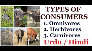 Types of Consumers Consumers Carnivores Omnivores and Herbivores Urdu  Hindi [upl. by Polk427]