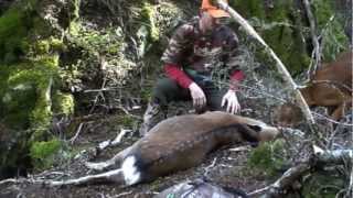 A Sika hunt goes well with my Hungarian Vizsla  Oskar Kaimanawas New Zealand [upl. by Merow]