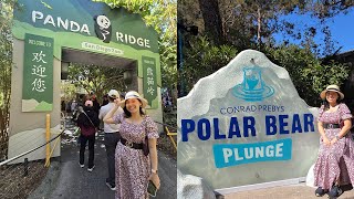 RARE giant panda sighting only at San Diego Zoo [upl. by Henig]