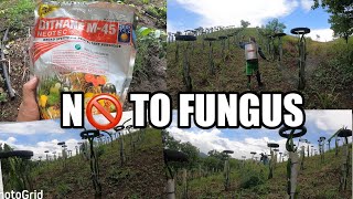 PAANO MAGSPRAY NG DITHANE FUNGICIDE SA DRAGON FRUIT  HOW TO USE DITHANE FUNGICIDE [upl. by Aiek950]