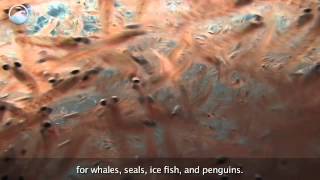 Animals of the Ice Antarctic Krill [upl. by Anauqes329]