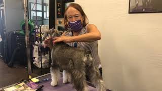 Ginny Maese Schnauzer Hand Striping Demo at Ryans Pet Supplies [upl. by Ardnnaed]