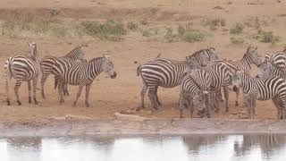 Zebras with Red billed Oxpecker Tsavo Kenya [upl. by Llabmik]