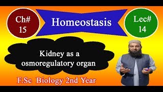 Biology Ch15Lecture14 Kidney as a osmoregulatory organ FSc 2nd Year [upl. by Flaherty]