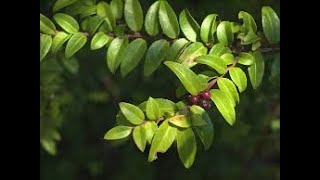 Vaccinium ovatum evergreen huckleberry Ericaceae [upl. by Janna]