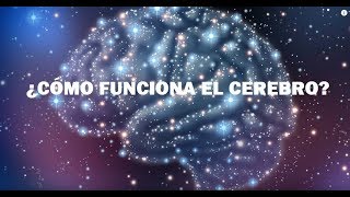 ¿Cómo Funciona el Cerebro Humano [upl. by Eves]