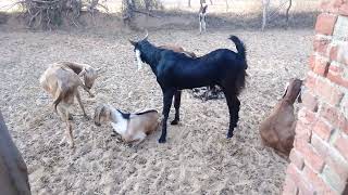 Bakra Bakri Ka Sound Video  Desi Goat Farming  Bakri Ke Bacche [upl. by Enomyar]