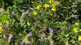 Bauder Green Roof Wildflower Blanket [upl. by Bertero]