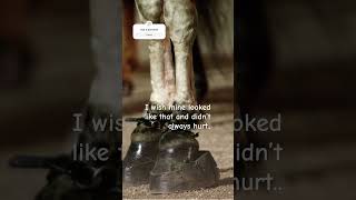 Stop horse abuse STOPHORSEABUSE equestrian edit horse pinkpalmpuff [upl. by Alletnahs]