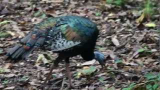 Ocellated Turkey Meleagris ocellata at Tikal site [upl. by Karyl]