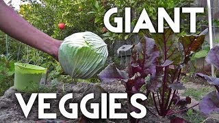 How To Grow Growing Giant Vegetables [upl. by Kirwin]