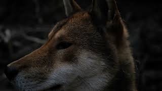 Shikoku dog filmed with a Leica Q2 [upl. by Aliakim]