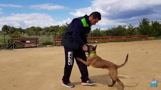 Rutina entrenamiento con Malinois cachorro de 3 meses y medio [upl. by Meli426]