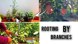 How to increase the size of a bonsai tree 🌲🌲🌲✌️ [upl. by Bradlee]