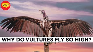 Why do vultures fly so high Fascinating facts 58 Why Things Happen [upl. by Auqined]