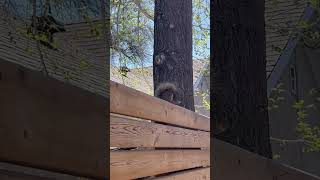 Does this squirrel pass the loaf test 🥖🥜😍 saymashaallah shorts squrrel cuteanimal viral [upl. by Aled166]