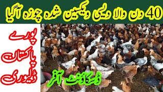 40 day fully vaccinated chicks available at very cheap price  By DrSaad [upl. by Corwin]