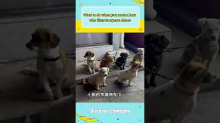 The dogs are not happy 😂discoverchangsha cute dog haha [upl. by Aihsetel177]