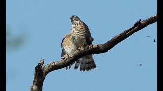 1130910 The Chinese sparrowhawk spreading its wing to show its identity [upl. by Amles]