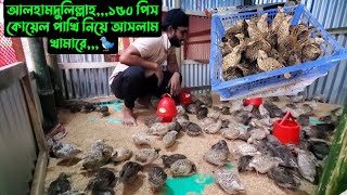 আলহামদুলিল্লাহ১৫০ পিস কোয়েল পাখি নিয়ে আসলাম খামারে🐦 [upl. by Eeloj]