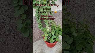 Arabian Wax Ivy Plant Carecissus Rotundifolia propagation tips aadishkiduniya shorts arabianwax [upl. by Aundrea]