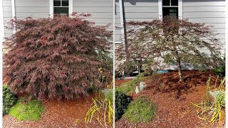 Before amp After pruning a Japanese laceleaf Japanese maple  previously unpruned on Camano Island WA [upl. by Byrle13]