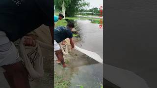 Omg Mistake In Big Fish Village River Whit Net shorts subscribe [upl. by Ot]